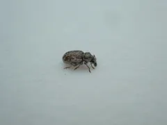 Cercopedius artemisiae thumbnail 3