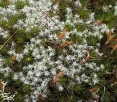 Hoary Fringe-moss thumbnail 2
