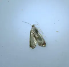 Jack Pine Shoot Borer thumbnail 2