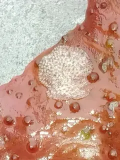 Celleporella hyalina thumbnail 1