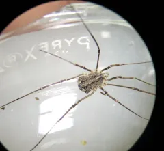 Togwotee Harvestman thumbnail 4