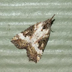 Hypena decorata thumbnail 4