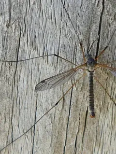 Tipula aprilina thumbnail 4