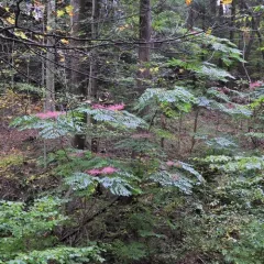 Japanese angelica tree thumbnail 2