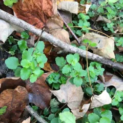 American golden saxifrage thumbnail 4