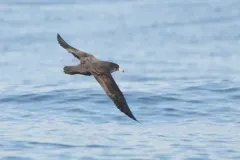 Flesh-footed Shearwater thumbnail 2