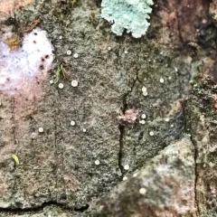 Pink Dimple Lichen thumbnail 2