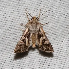 Scarred Dart thumbnail 3