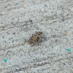 Habronattus cuspidatus thumbnail 2