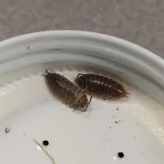 Curly Woodlouse thumbnail 3