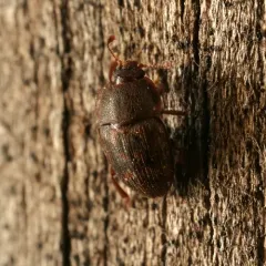 Stelidota octomaculata thumbnail 4