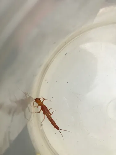 Longhead Sallfly
