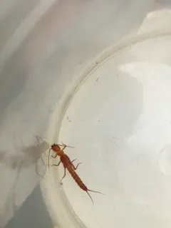 Longhead Sallfly thumbnail 1