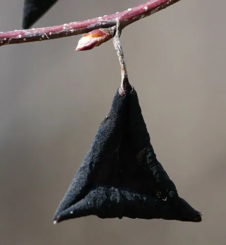 Black Leaf