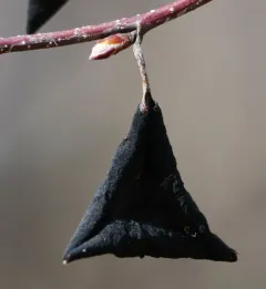 Black Leaf thumbnail 1