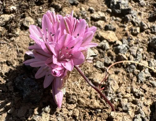 Cascade onion