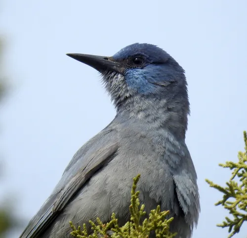 Pinyon Jay