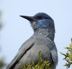 Pinyon Jay thumbnail 1