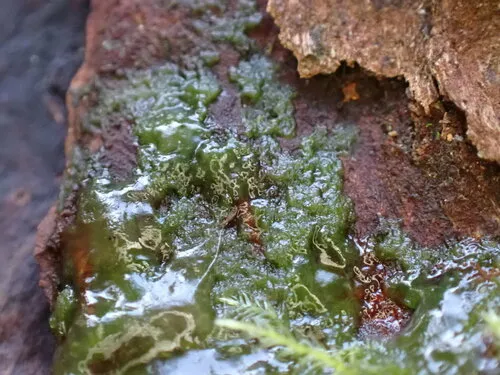 Mesotaenium macrococcum