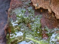 Mesotaenium macrococcum thumbnail 1