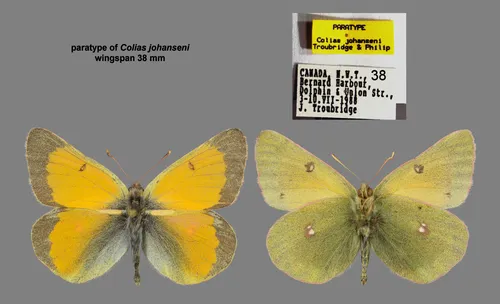 Johansen's Sulphur