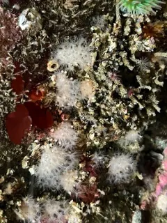 Discophyton rudyi thumbnail 3