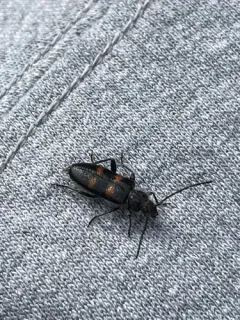 Firtree Borer thumbnail 4