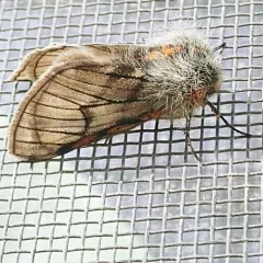Twilight Moth thumbnail 3