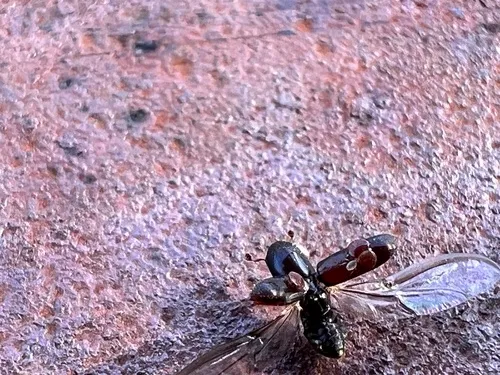 Gnathotrichus retusus