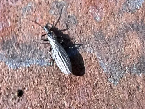 Shorttailed Snowfly