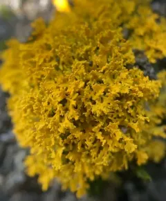 Shrubby Sunburst Lichen thumbnail 1