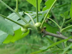 Phylloxera caryaeren thumbnail 3