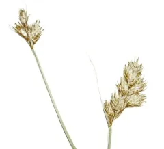 Dawn-land sedge thumbnail 4