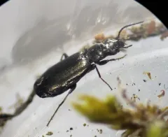 Microlestes linearis thumbnail 2