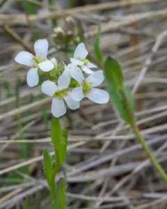 Nuttall's Rockcress thumbnail 4