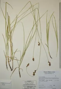 Orono sedge thumbnail 4