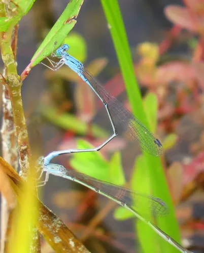 Attenuated Bluet