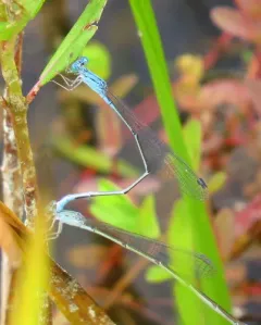 Attenuated Bluet thumbnail 1
