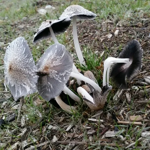 hare's foot inkcap