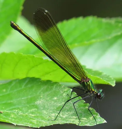 Sparkling Jewelwing