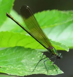 Sparkling Jewelwing thumbnail 1