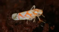 Erythroneura acuticephala thumbnail 4
