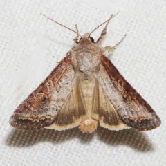 Aster Cutworm thumbnail 4