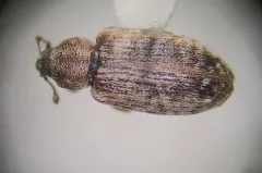 Dorytomus brevicollis thumbnail 2