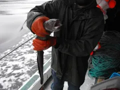 Giant Wrymouth thumbnail 2