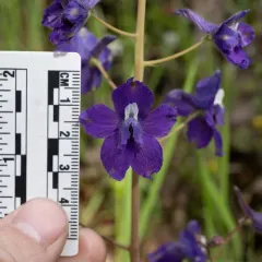 Menzies' Larkspur thumbnail 3