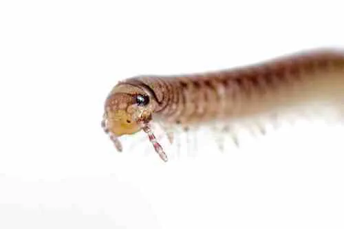 Cylindroiulus latestriatus