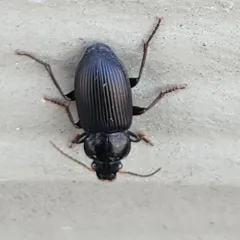 Anisodactylus binotatus thumbnail 3