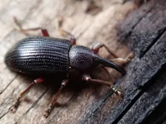 Notaris aethiops thumbnail 2