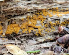 Arachnopeziza trabinelloides thumbnail 4